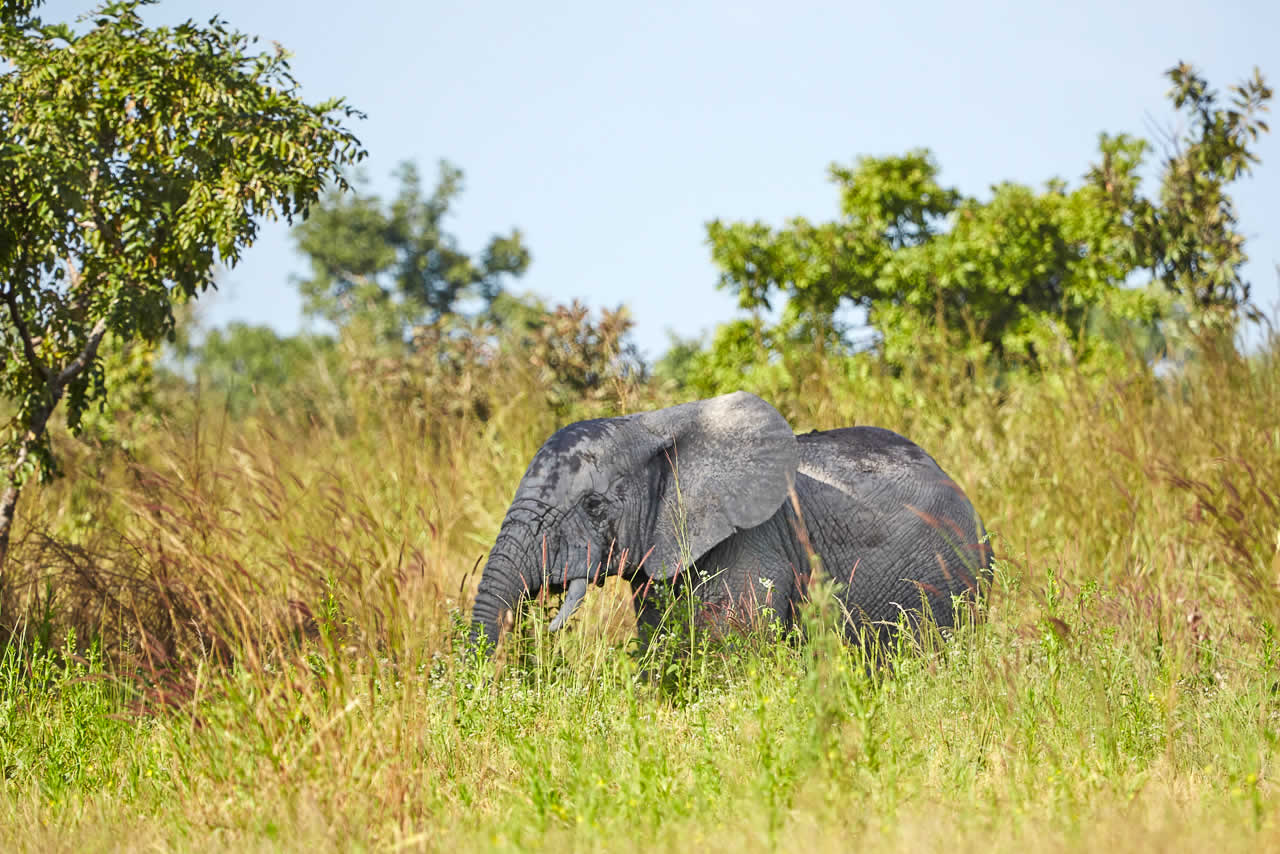 Eléphant - parc national fazao malfakassa - Togo