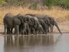 Eléphant - Parc national Fazao Malfakassa Togo