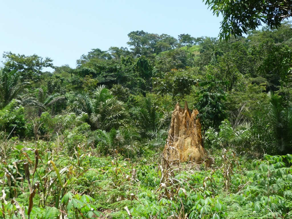 Ecotourisme vert - Nature - Kpalimé - Togo
