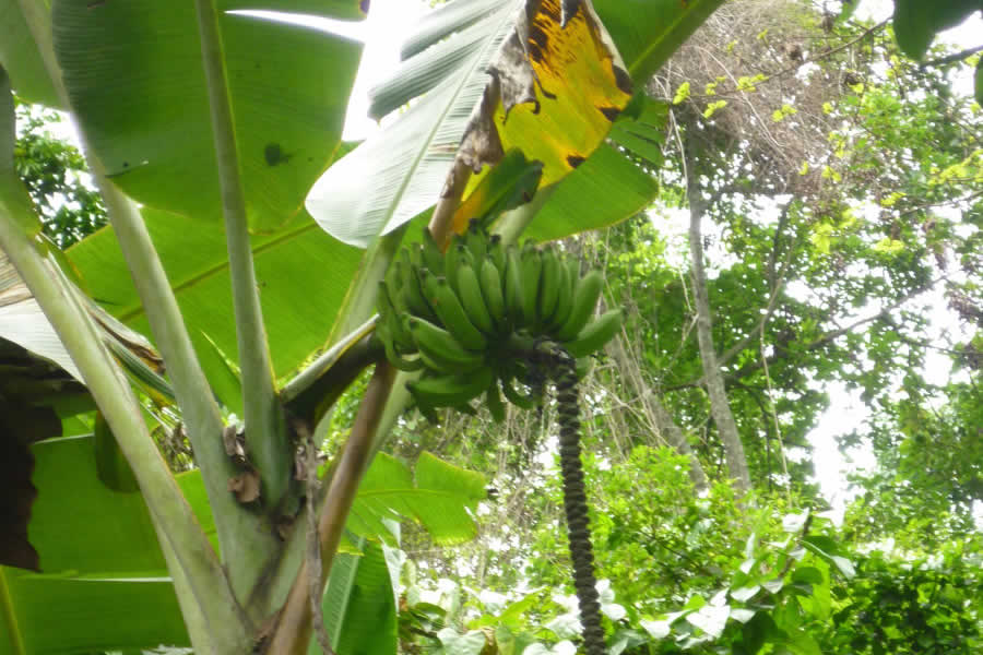 Bananeraie - Ecotourisme - Tourisme vert - Kpalimé - Togo