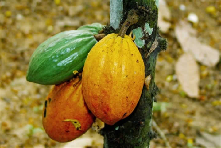 Champ de Cacao - Kpalimé - Togo