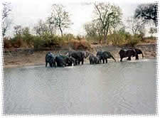 Eléphant - parc national fazao malfakassa - Togo